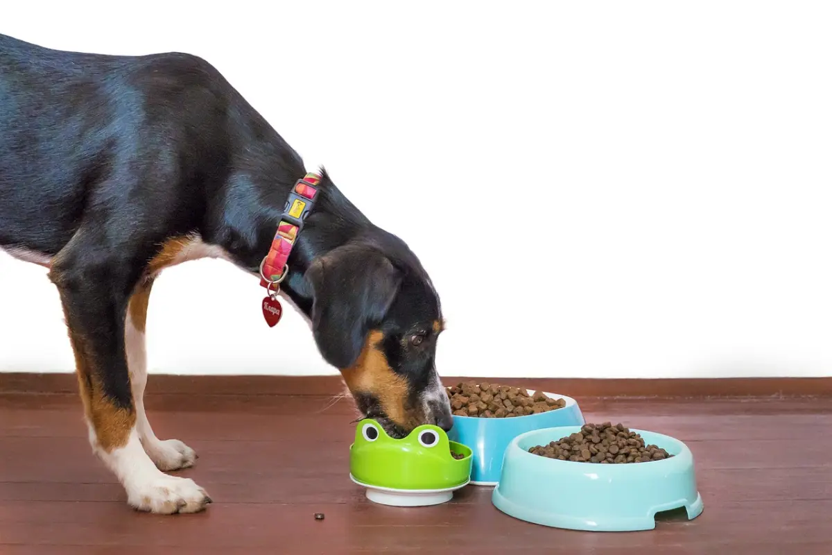 Un perro comiendo croquetas dentro de una casa
