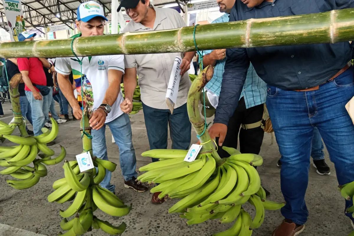 Plátano