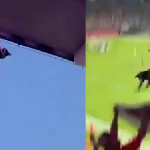 Aficionados salvan a un gato en pleno partido y el estadio estalla en aplausos