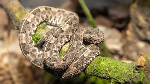 La serpiente invisible y el insecto codiciado: la lucha por la biodiversidad en Manabí