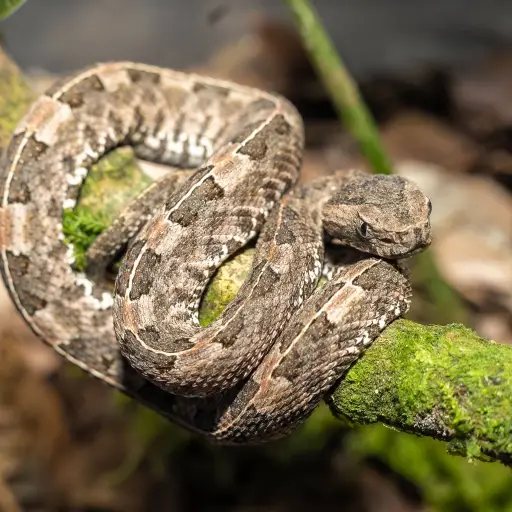 La serpiente invisible y el insecto codiciado: la lucha por la biodiversidad en Manabí