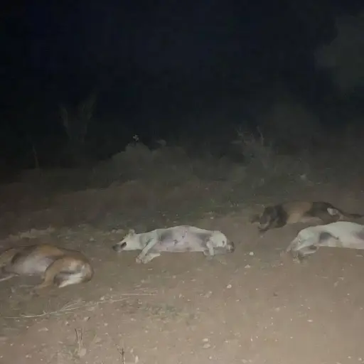 Sicarios acusados de tres asesinatos en Manta también mataron a tres perros
