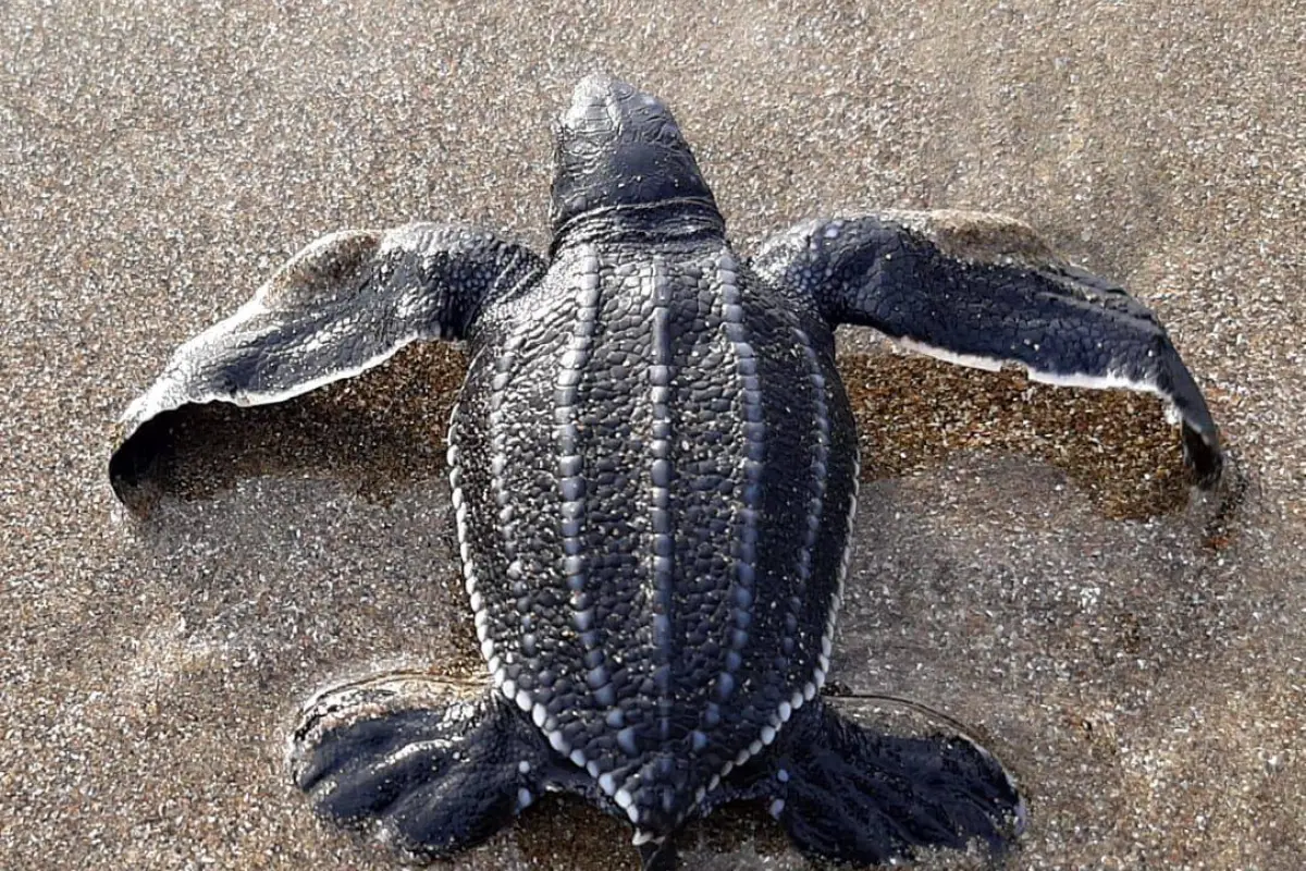 El Ministerio de Ambiente confirmó el nacimiento de 95 tortugas laúd en Manabí, con 51 crías en Cabuyal y 44 en Crucita