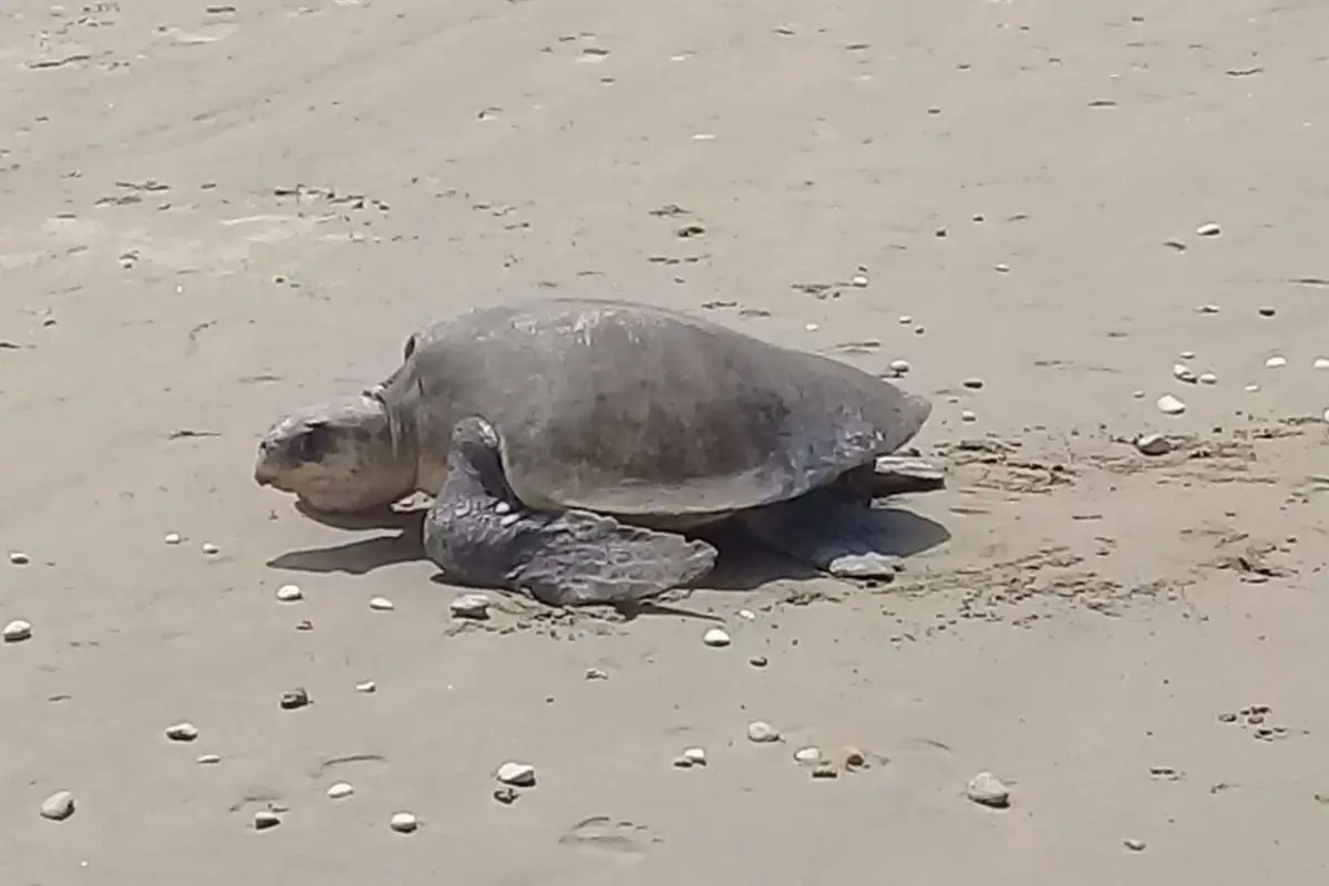 RACSE cerró temporada de nidación de tortugas en Manta., El Diario