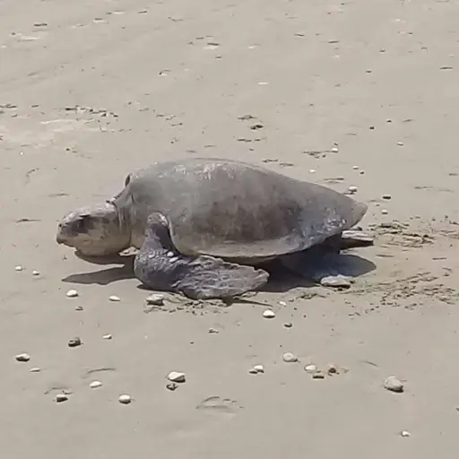 Fundación RACSE cierra temporada de anidación de tortugas en Manta y prioriza educación ambiental 