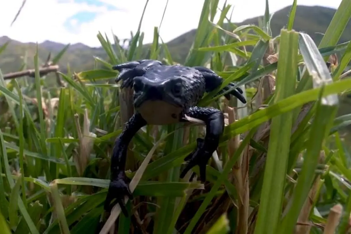 Captura de vídeo de un sapo jambato en Ecuador