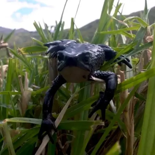 Un sapo frena una vía y divide a Cotopaxi