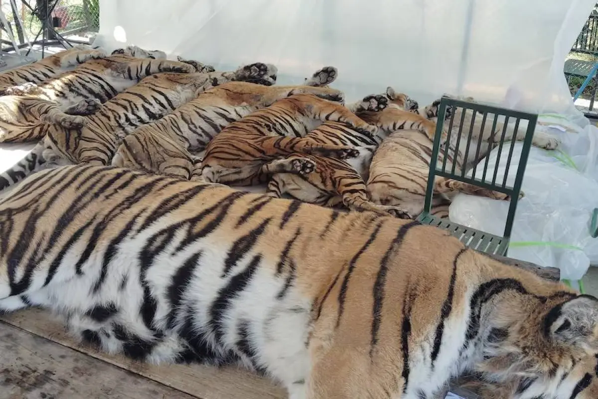 Tigres