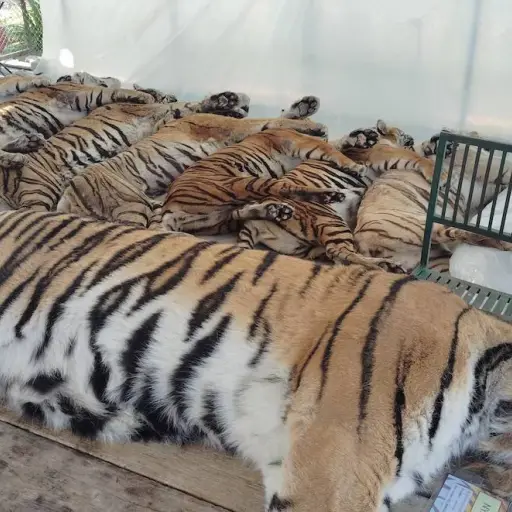 Brote de virus mata a 72 tigres en dos  parques turísticos de Tailandia. No hay riesgo para humanos