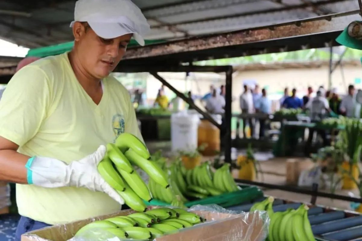 Ecuador inició el 2026 con un sólido liderazgo en la exportación de banano hacia el mercado euroasiático.