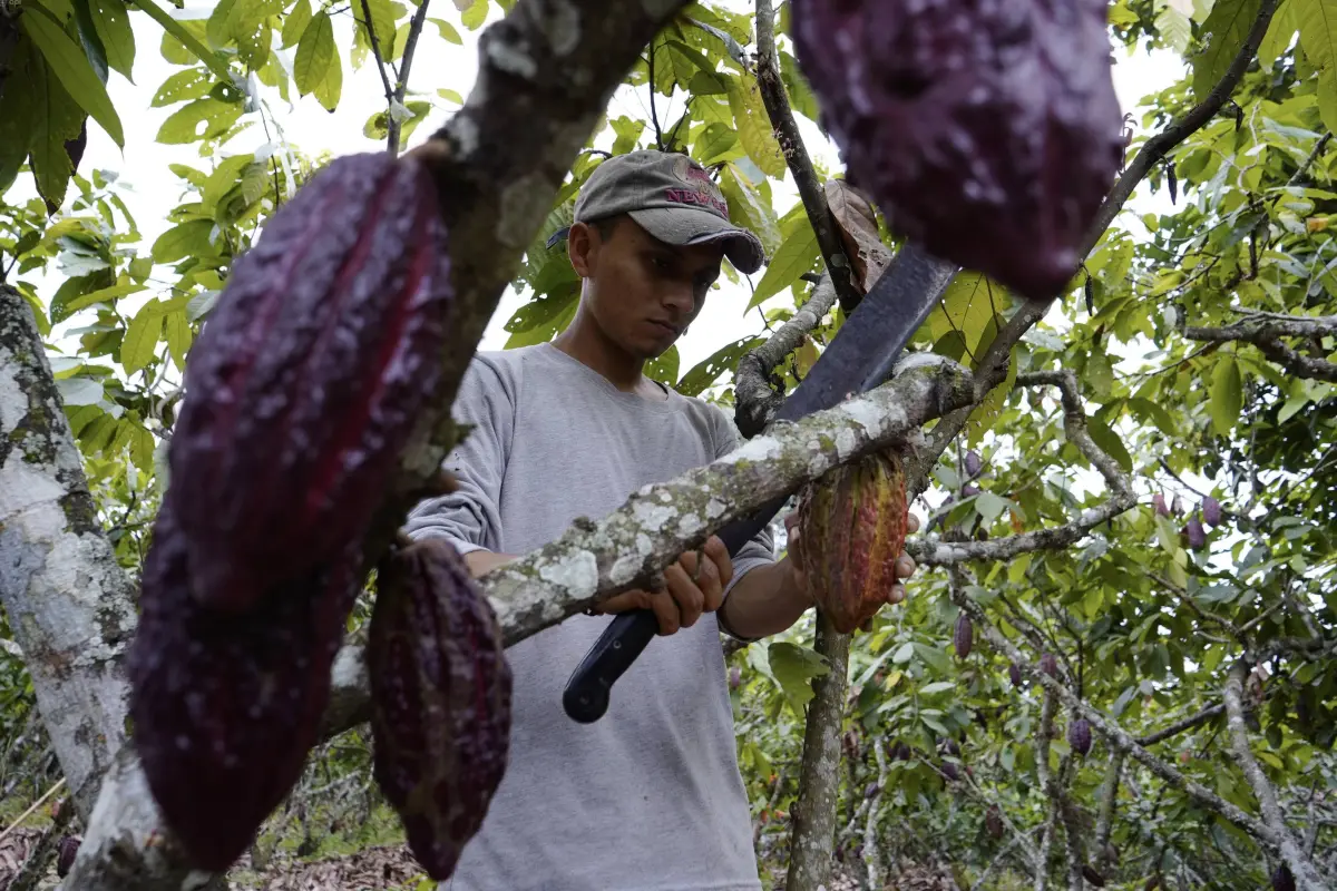 Más de 409 mil personas en el país (24% mujeres) se benefician directamente de la cadena de producción del cacao ecuatoriano., César David Muñoz/API