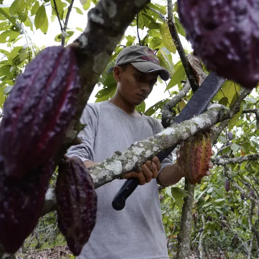 Cacao, principal fuente de divisas  del agro: exportaciones crecen 29%