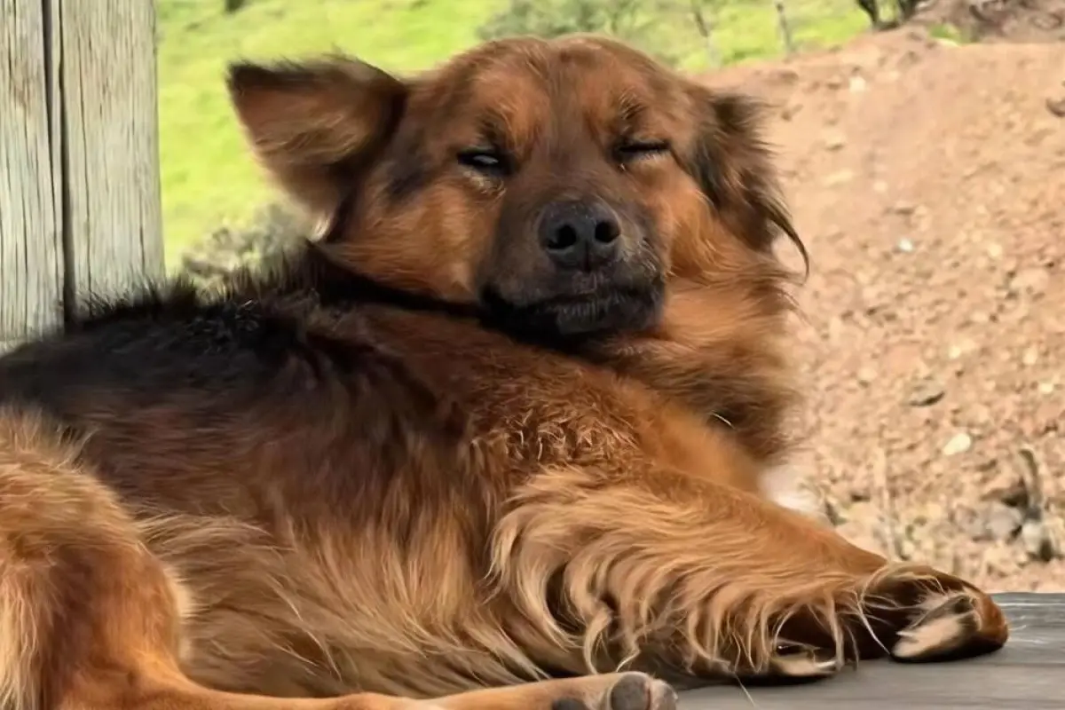 Hachi