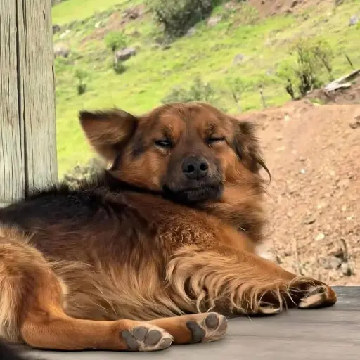 Hachi, el perro que acompañó a un niño perdido en el cerro Puñay, murió atropellado
