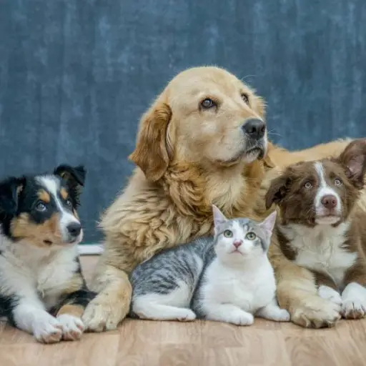 Día Mundial de la Esterilización Animal: ¿Cuándo y por qué esterilizar a tu mascota?