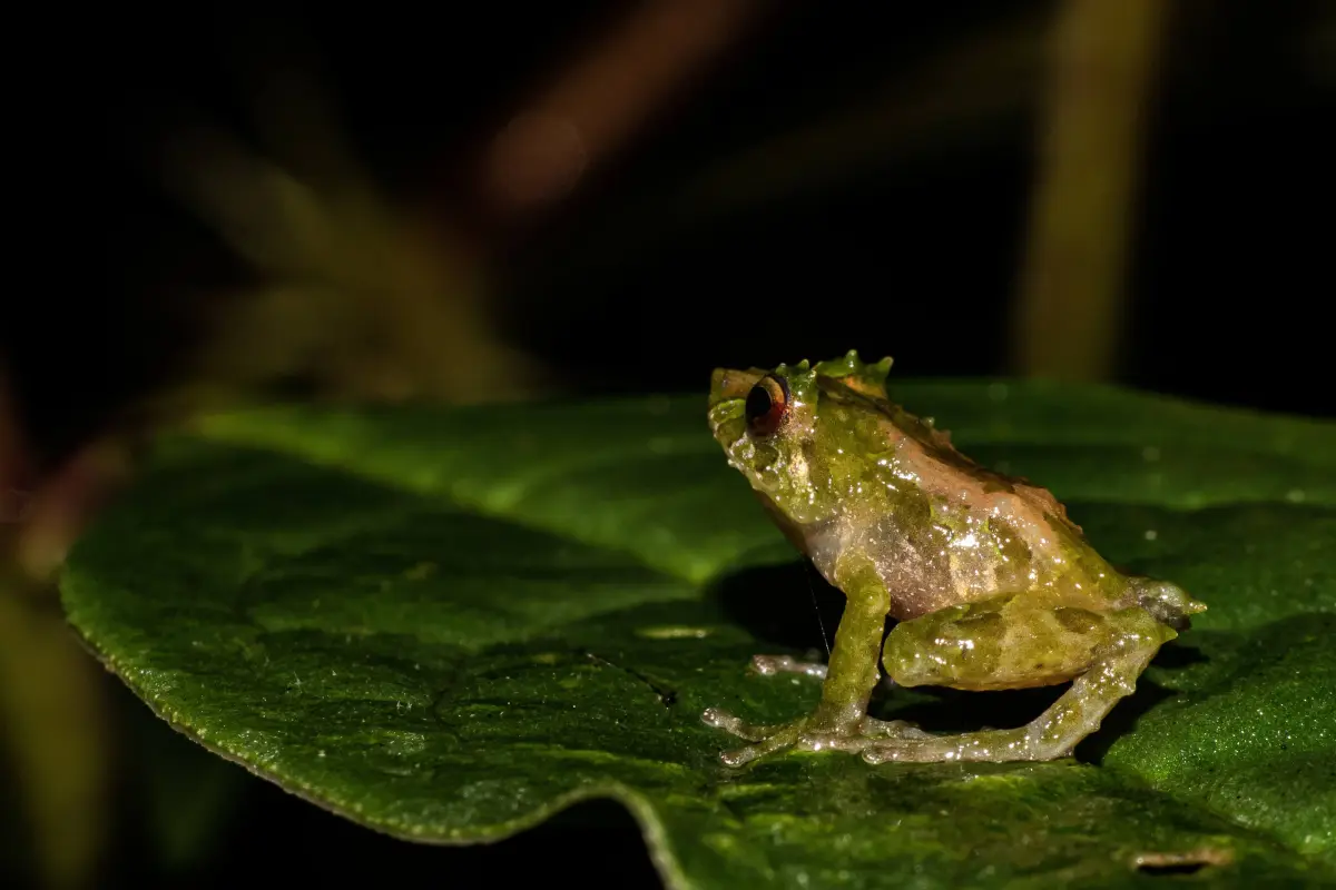 Ecuador