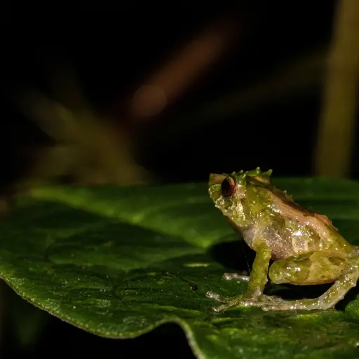 Investigadores descubren nueva especie de rana en los Andes orientales de Ecuador