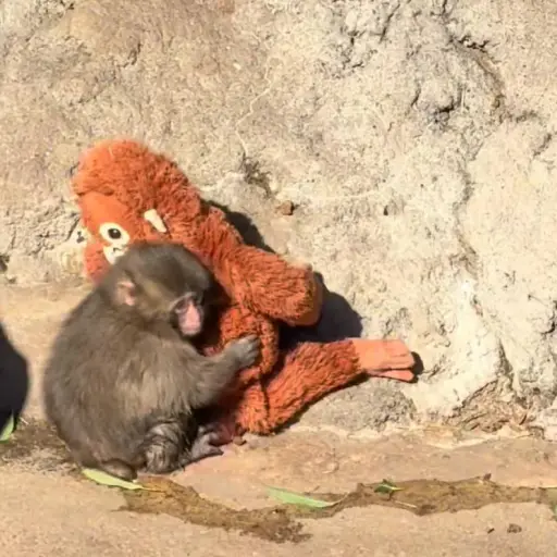Punch, el mono de Ichikawa que se aferra a un peluche tras ser abandonado