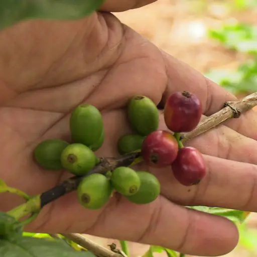 El café ecuatoriano crece y empieza a cambiar la estructura exportadora del país