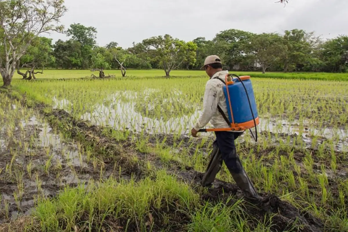 Bono Raíces en Ecuador: ¿Se reanudará la entrega de esta ayuda que daba mil dólares a productores y emprendedores?