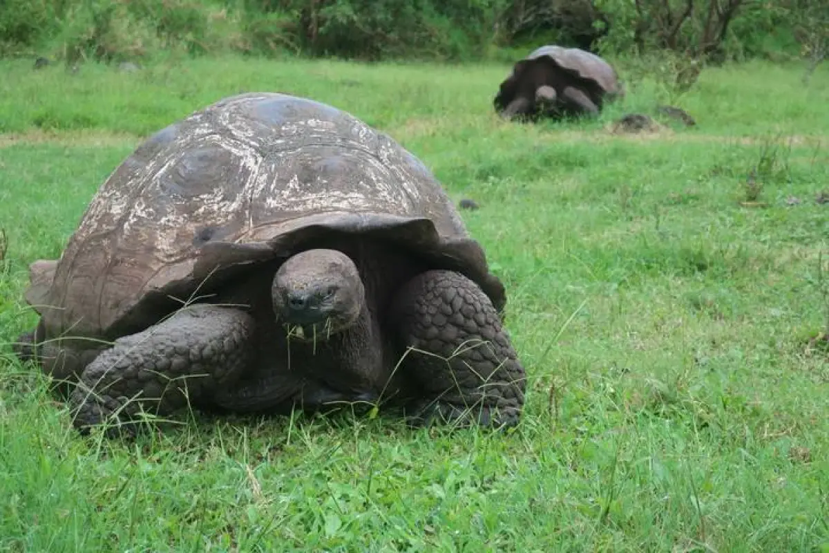tortugas