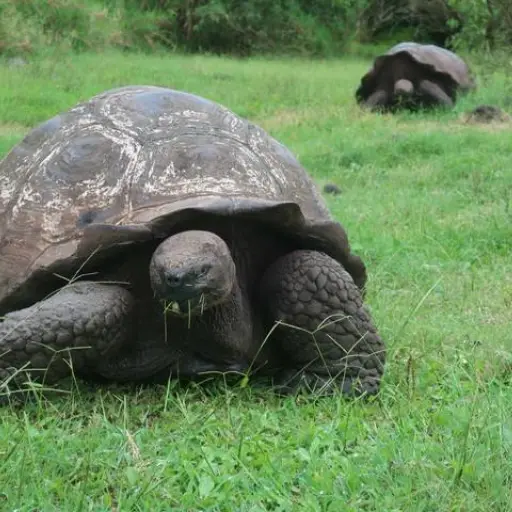 Liberan tortugas gigantes en Galápagos con apoyo de la NASA y conservacionistas