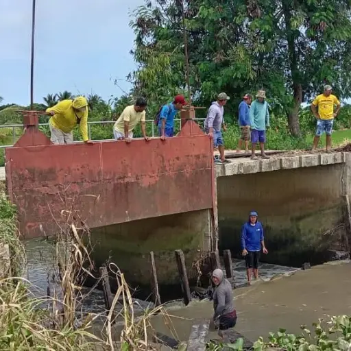 Agricultores de Charapotó temen perder cultivos de arroz por falta de represa