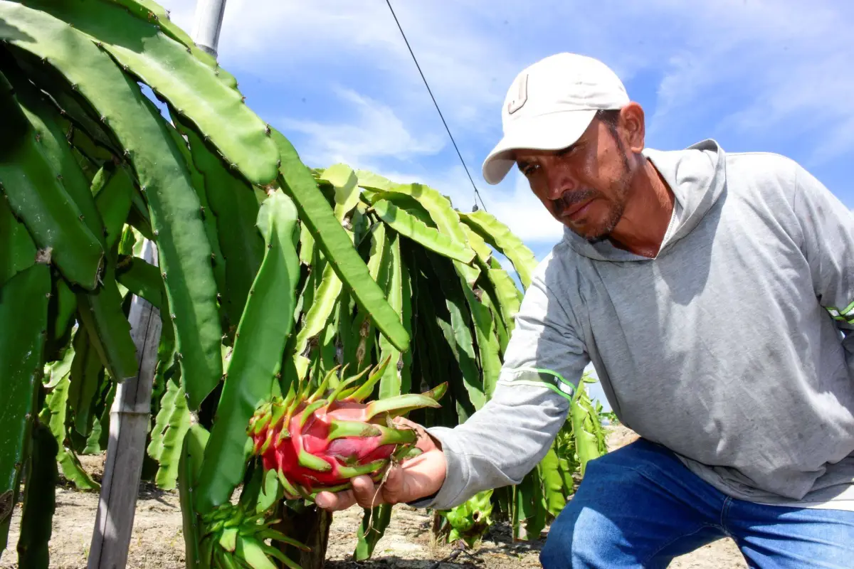 La pitahaya es uno de los productos que se verá beneficiado por el acuerdo., El Diario