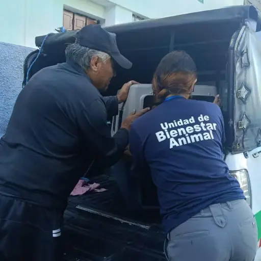 Ataque de dos perros deja a un menor con graves heridas en el rostro, en Quito