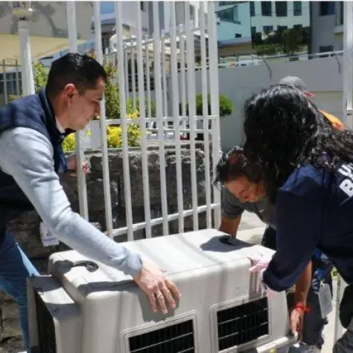 Niño resulta herido tras ataque de perro abandonado en San Roque, Quito