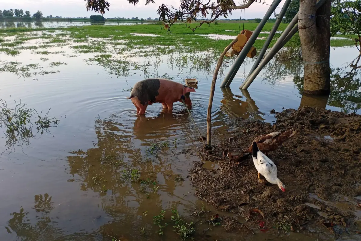 Crisis invernal en Babahoyo sectores rurales siguen inundados y agricultores piden ayuda urgente