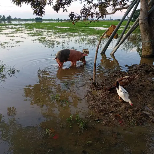 Crisis invernal en Babahoyo: sectores rurales siguen inundados y agricultores piden ayuda urgente