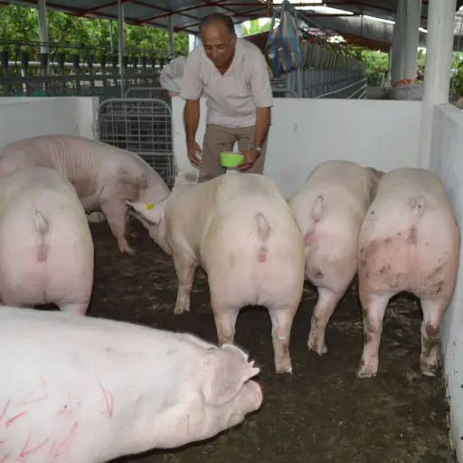 Sector porcícola alerta riesgos por acuerdo con Estados Unidos