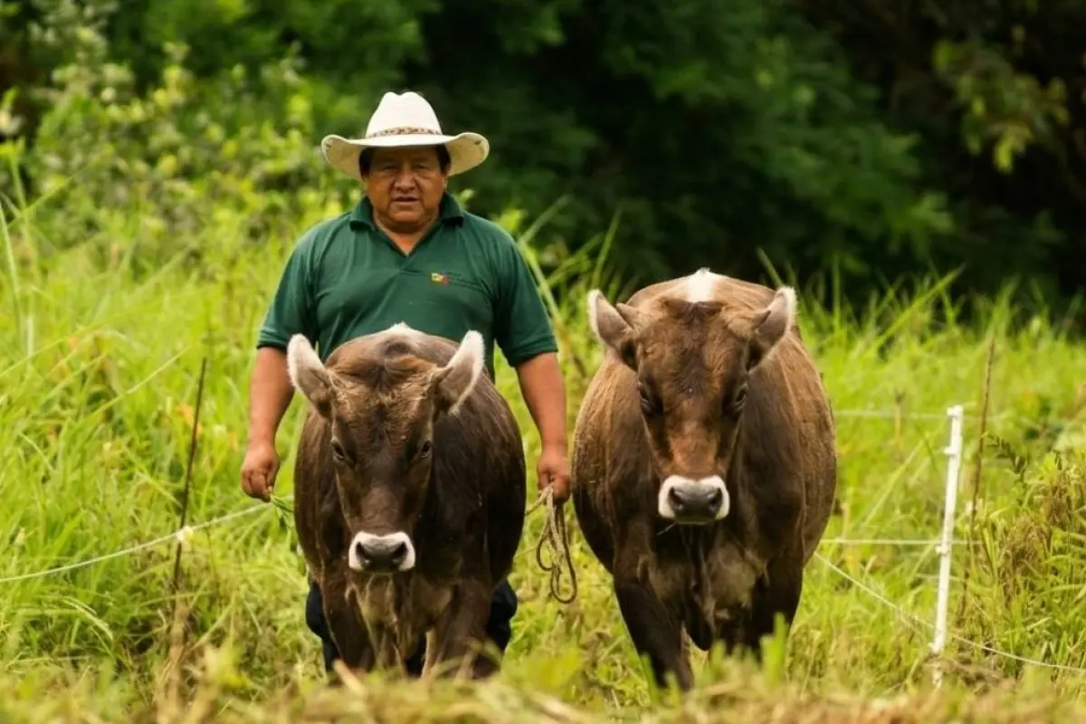 Las lluvias en Ecuador cobraron la vida a más de 120 mil animales y devastaron más de 3 mil hectáreas de cultivos.
