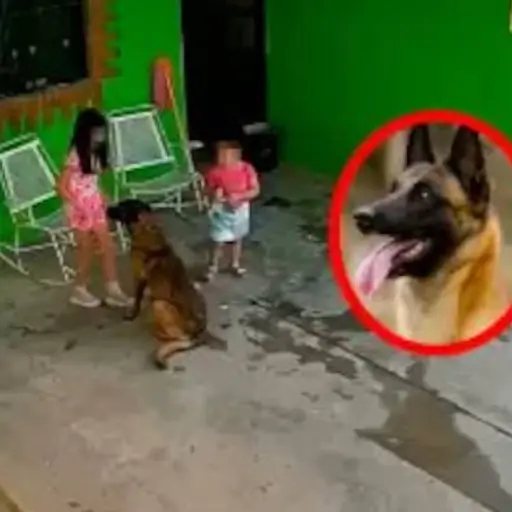 Autoridades confirman que sacrificarán a “Pilo” después de grave ataque a una niña de siete años 