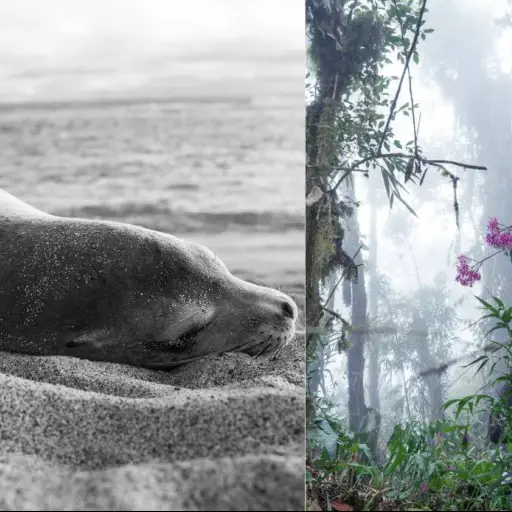 Dos fotógrafos ecuatorianos entre los finalistas de los Sony World Photography Awards 2026