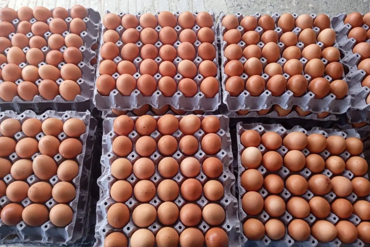 Manabí aporta el 15 % de los huevos del país., El Diario