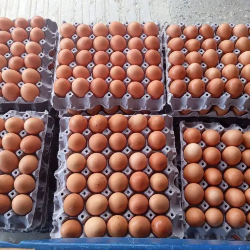 Manabí aporta el 15 % de los huevos del país; CONAVE lanza campaña nacional en Manta