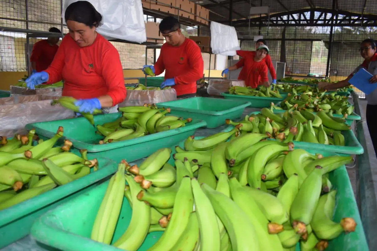 El Carmen es el mayor productor de plátano en Manabí., El Diario