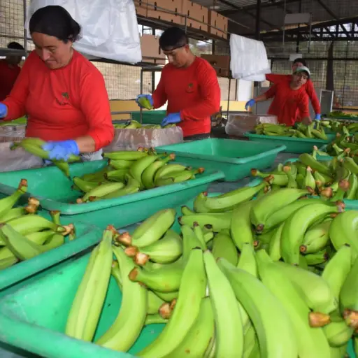 Cantones con menor población lideran el crecimiento económico en Manabí