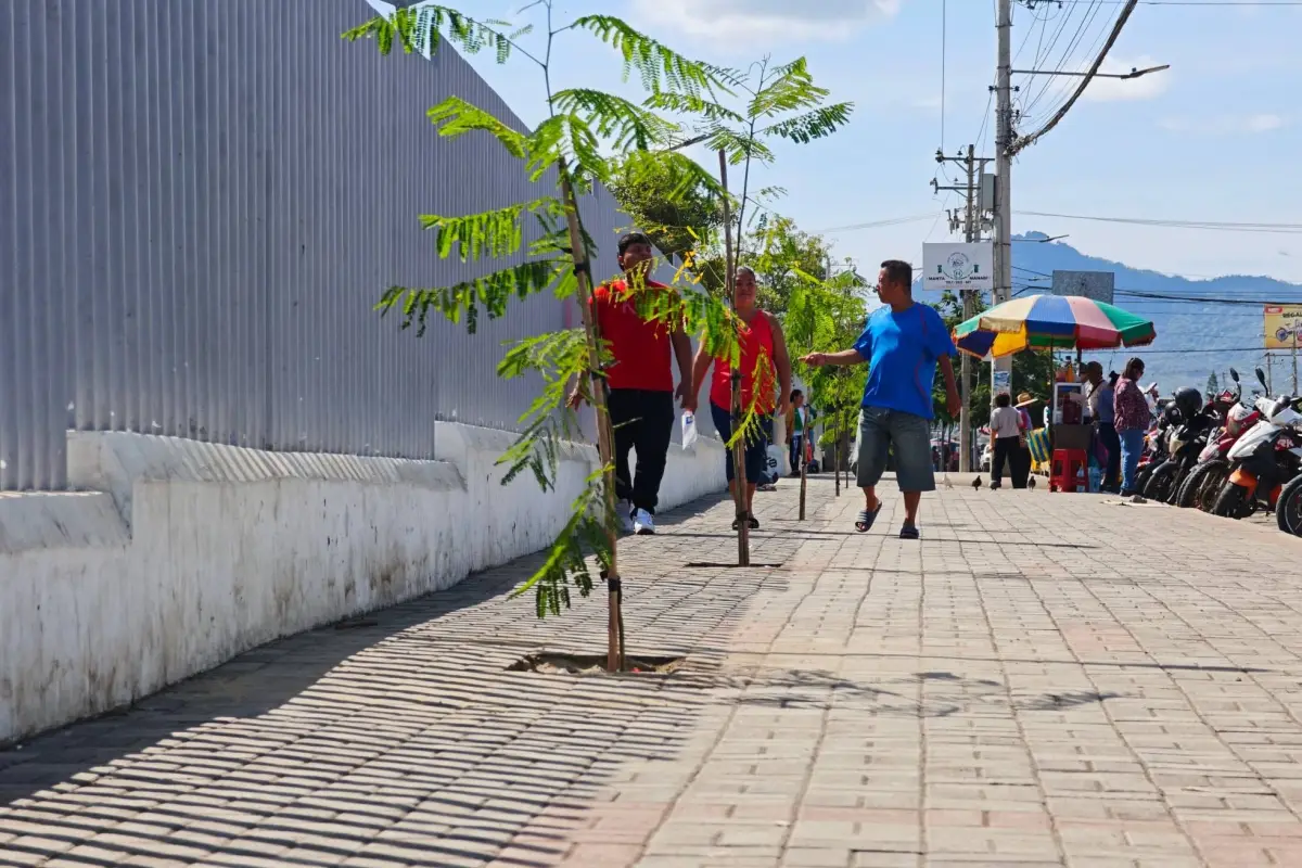 Los árboles plantados en los exteriores del hospital del IESS., El Diario