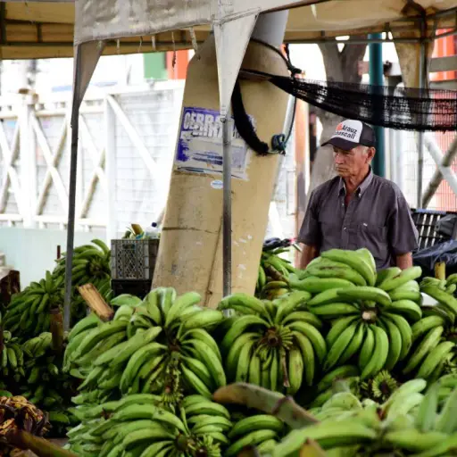 Precio del plátano cae  50 %  mientras comerciantes portovejenses venden más barato para evitar pérdidas