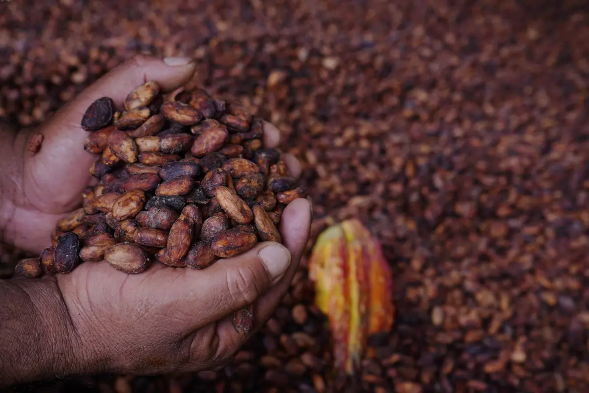 El cacao en polvo entró entre los productos que suman aranceles del 50%, API.