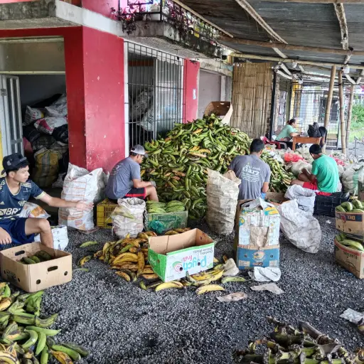Precio del plátano se hunde 70 % en medio de tensión arancelaria con Colombia