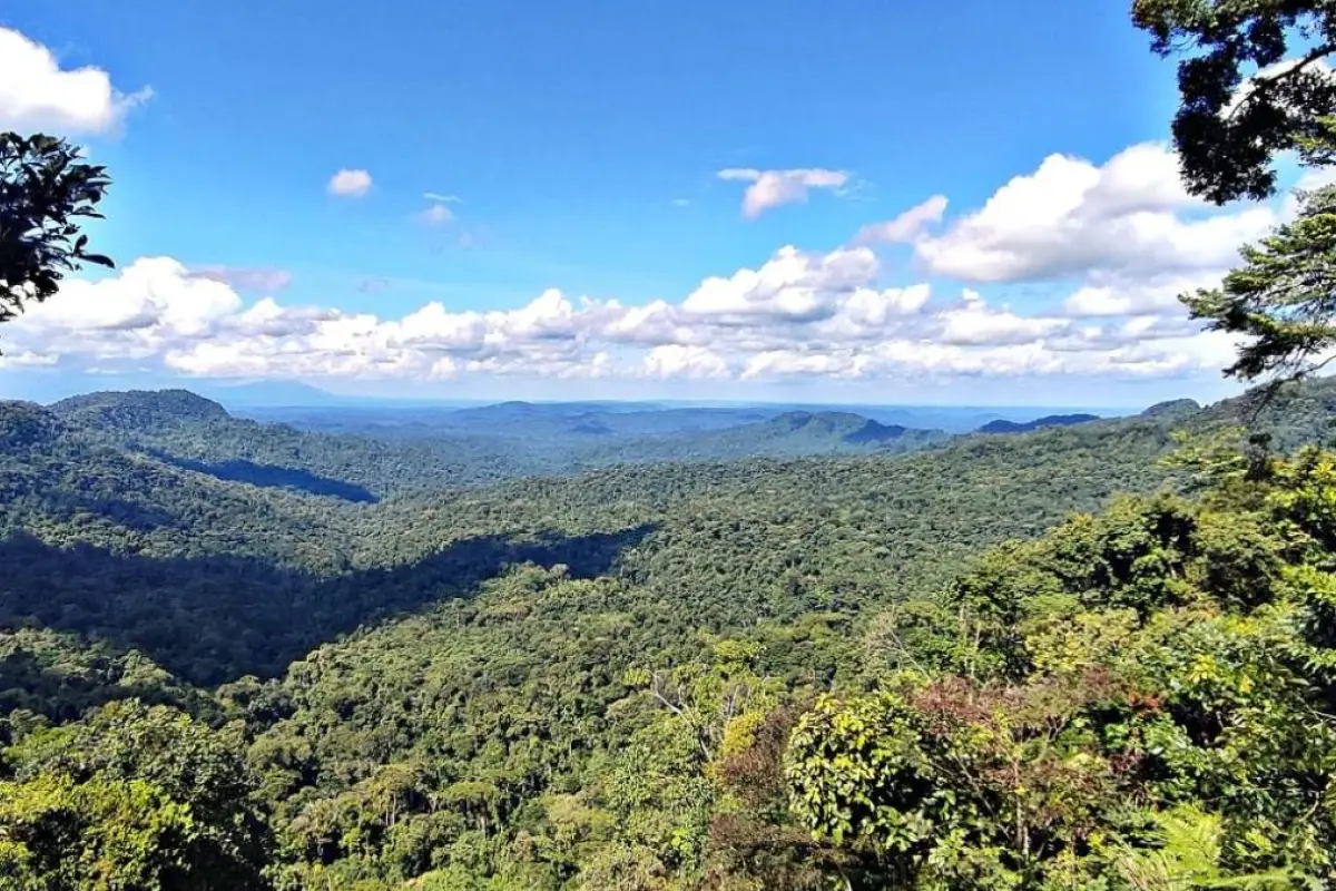 El Ministerio de Ambiente reconoce al Corredor de Conectividad Llanganates-Yasuní como zona de conservación.