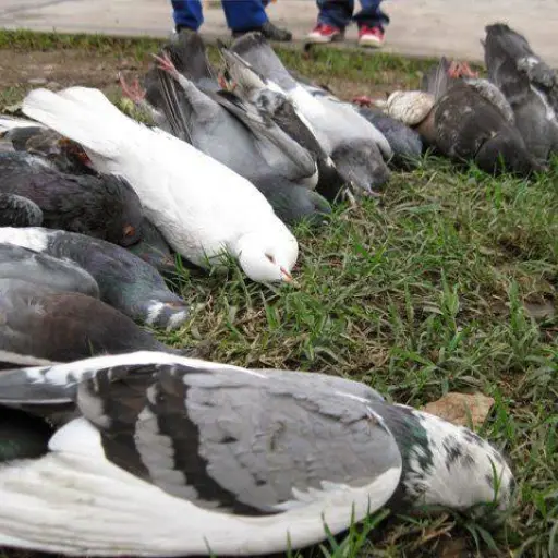 Investigan presunto envenenamiento de palomas en el parque La Merced de Ibarra
