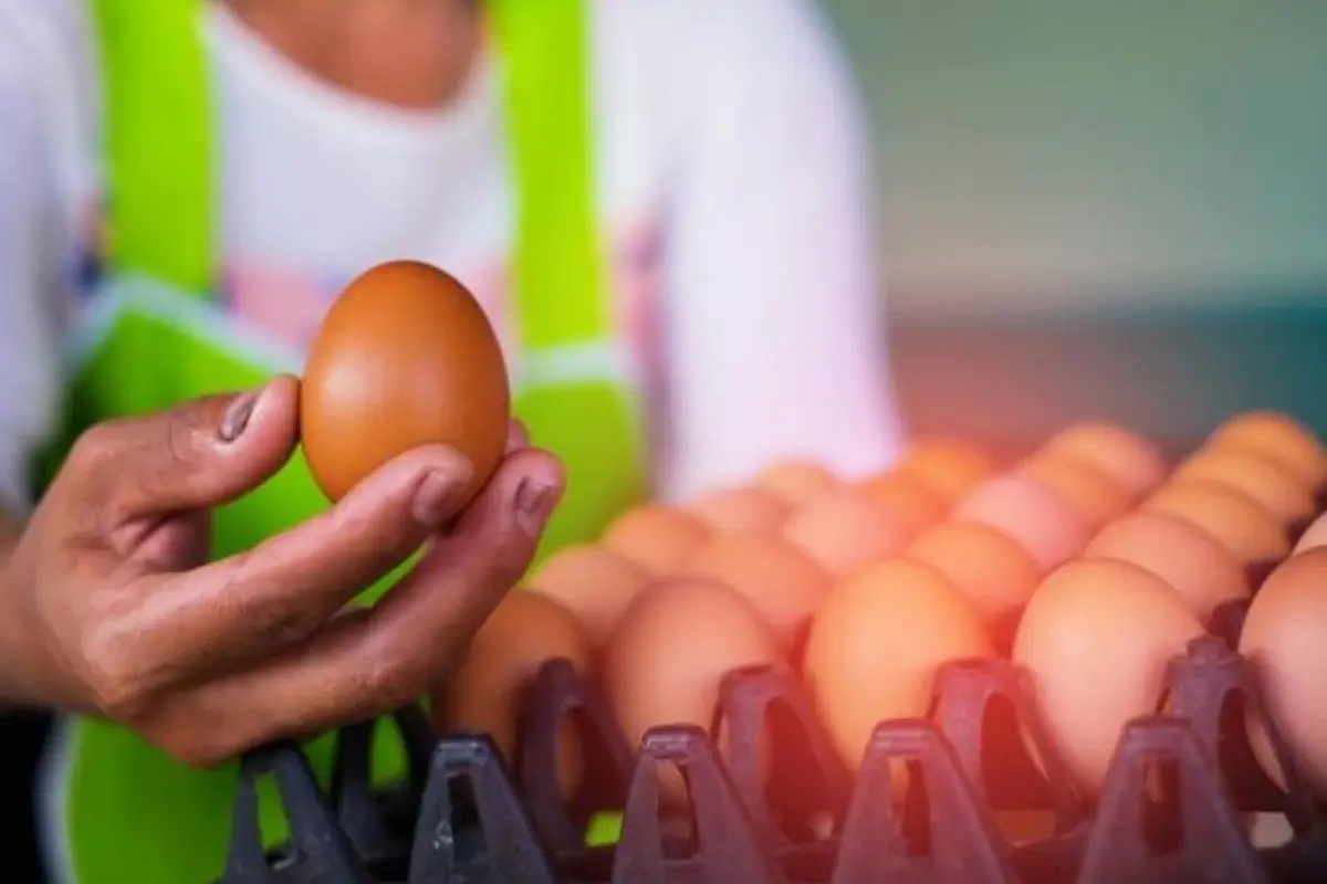huevos