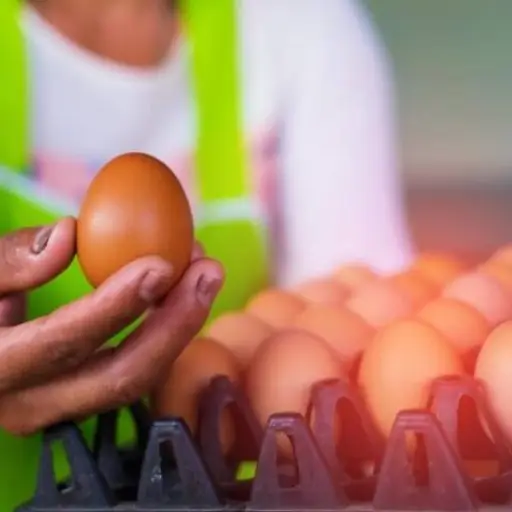 Ecuador habilita exportación de huevos a Emiratos Árabes Unidos tras acuerdo sanitario