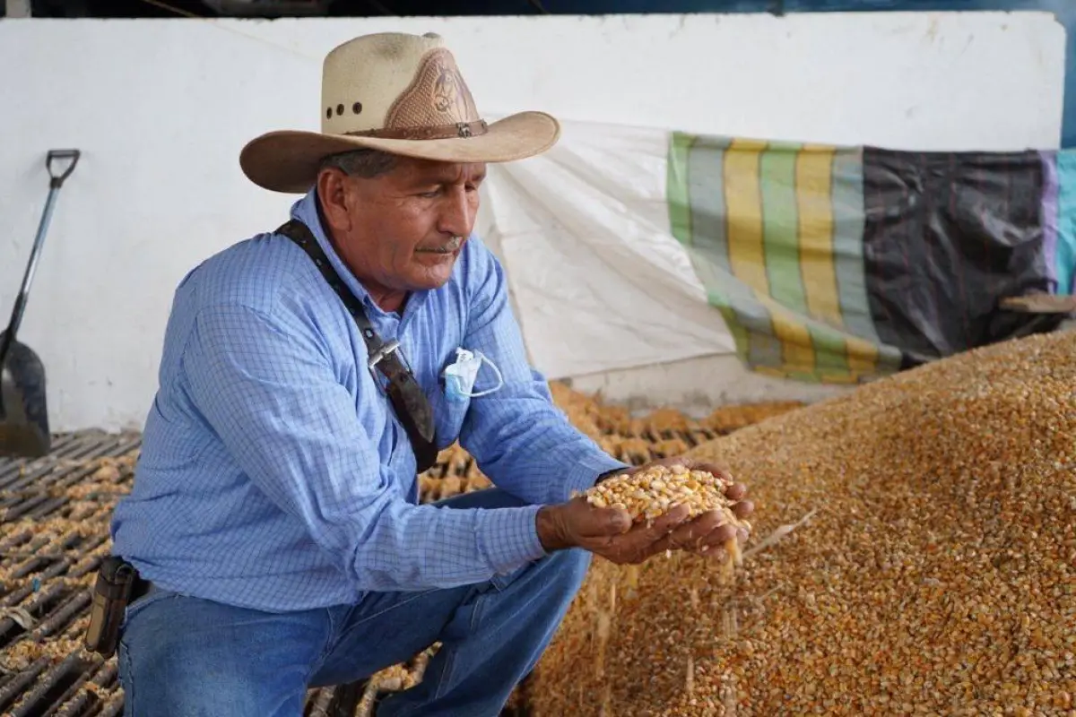 Ministerio de Agricultura estableció el nuevo precio del maíz en Ecuador para 2026.