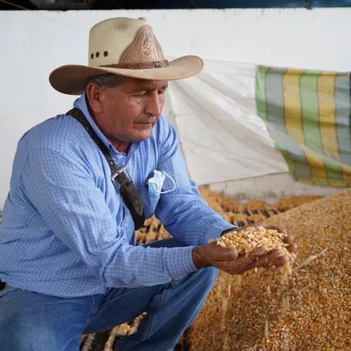 Ecuador: Ministerio de Agricultura estableció el nuevo precio del maíz para 2026